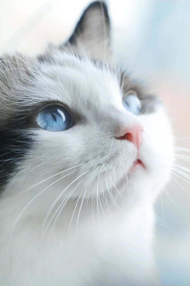 Tải miễn phí bộ hình nền mèo 3D siêu dễ thương 2023 | Mèo dễ thương, Nghệ  thuật về mèo, Hình vẽ chó