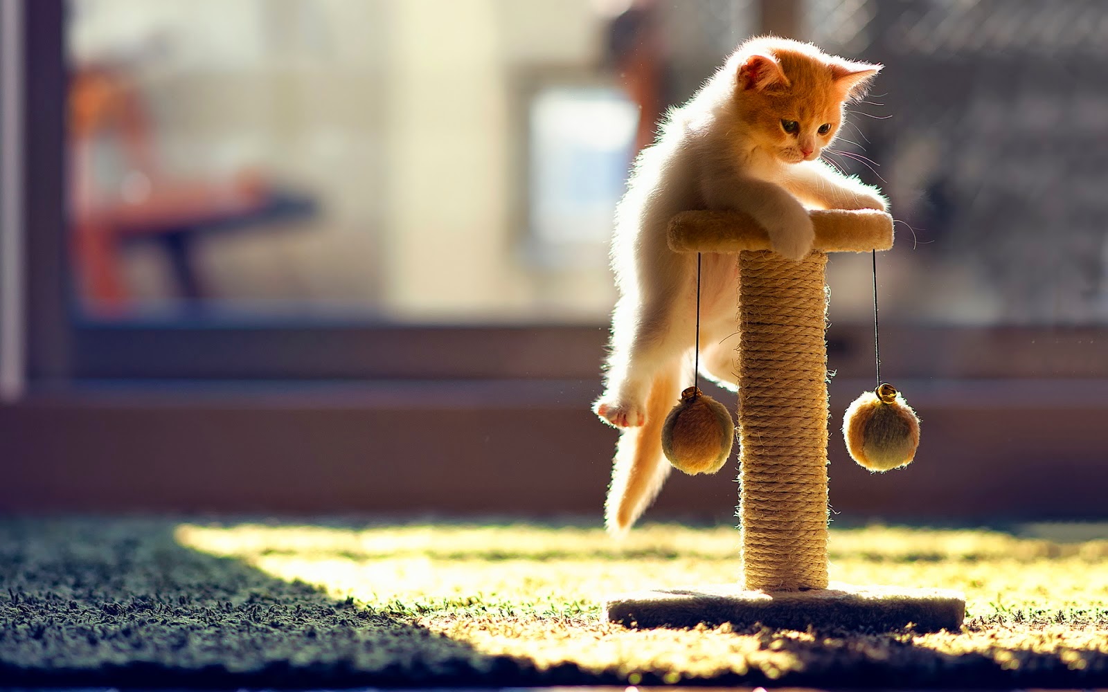 Hình ảnh mèo con cute dễ thương, đáng yêu nhất - Bệnh Viện Công Nghệ