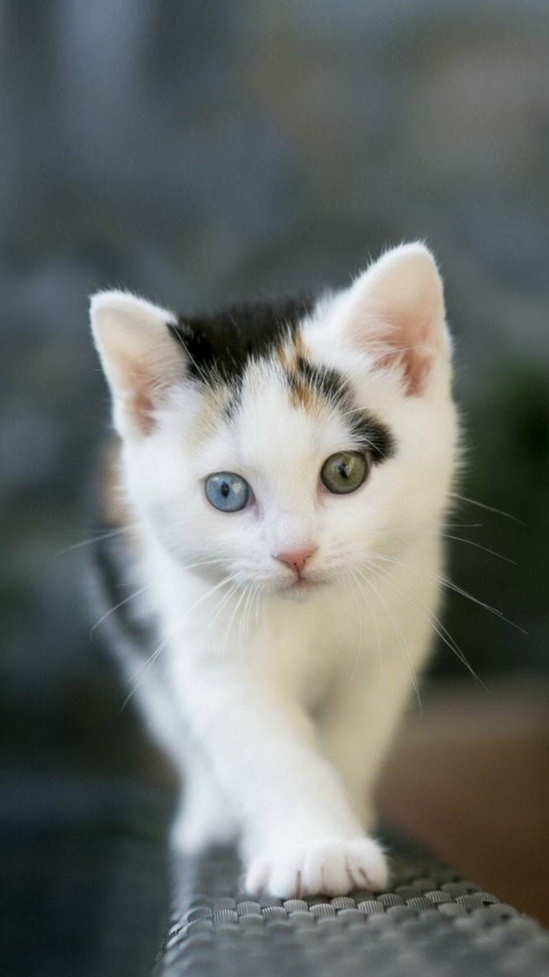 Hình ảnh mèo con cute dễ thương, đáng yêu nhất - Mobitool