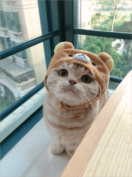✓ #50 Ảnh Mèo Cute Ngầu, Hình Avatar Mèo Dễ Thương Quá Trời! | Tip.edu.vn
