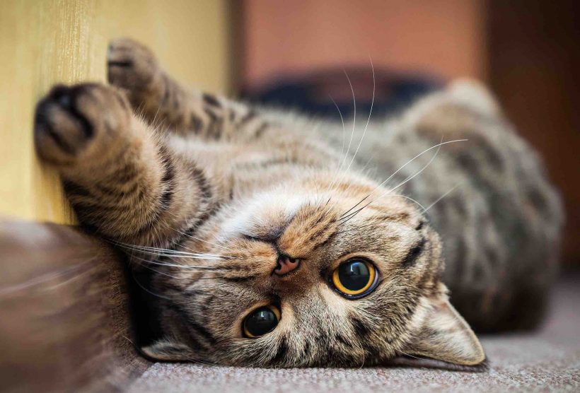 ✓ #50 Ảnh Mèo Cute Ngầu, Hình Avatar Mèo Dễ Thương Quá Trời! | Tip.edu.vn