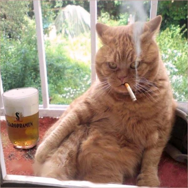 ảnh chế mèo hút thuốc uống bịa cực bựa