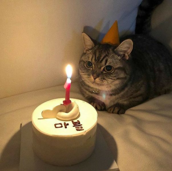 Ảnh chúc mừng sinh nhật mèo cưng