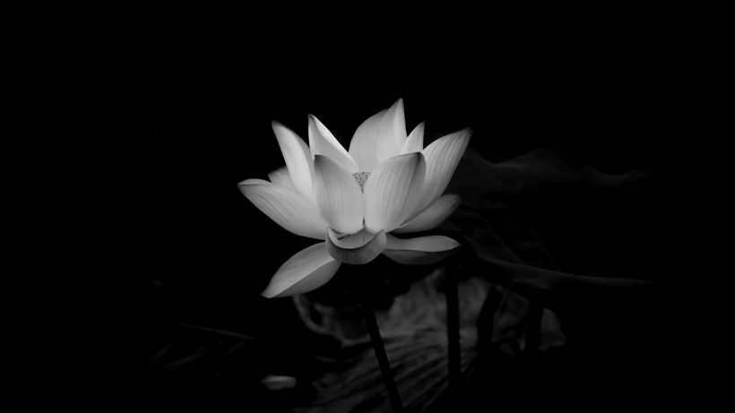 ảnh hoa Sen trắng nền đen trên nền tối