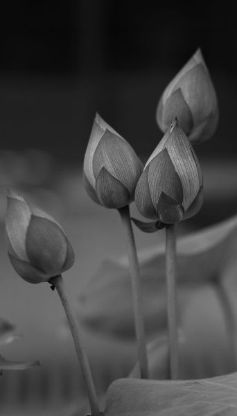 ảnh hoa Sen trắng nền đen từ 4 búp sen