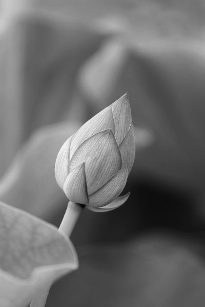 ảnh hoa Sen trắng nền đen từ búp sen