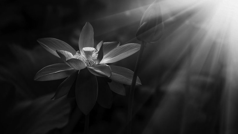 ảnh hoa Sen trắng nền đen và ánh sáng mặt trời