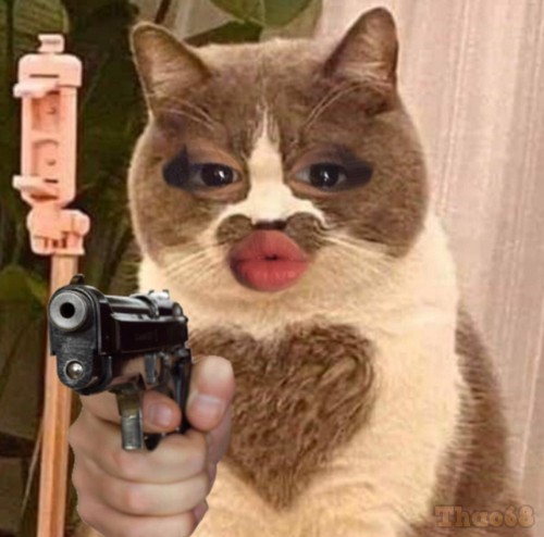 Ảnh meme mèo cầm súng ff siêu bựa hài hước