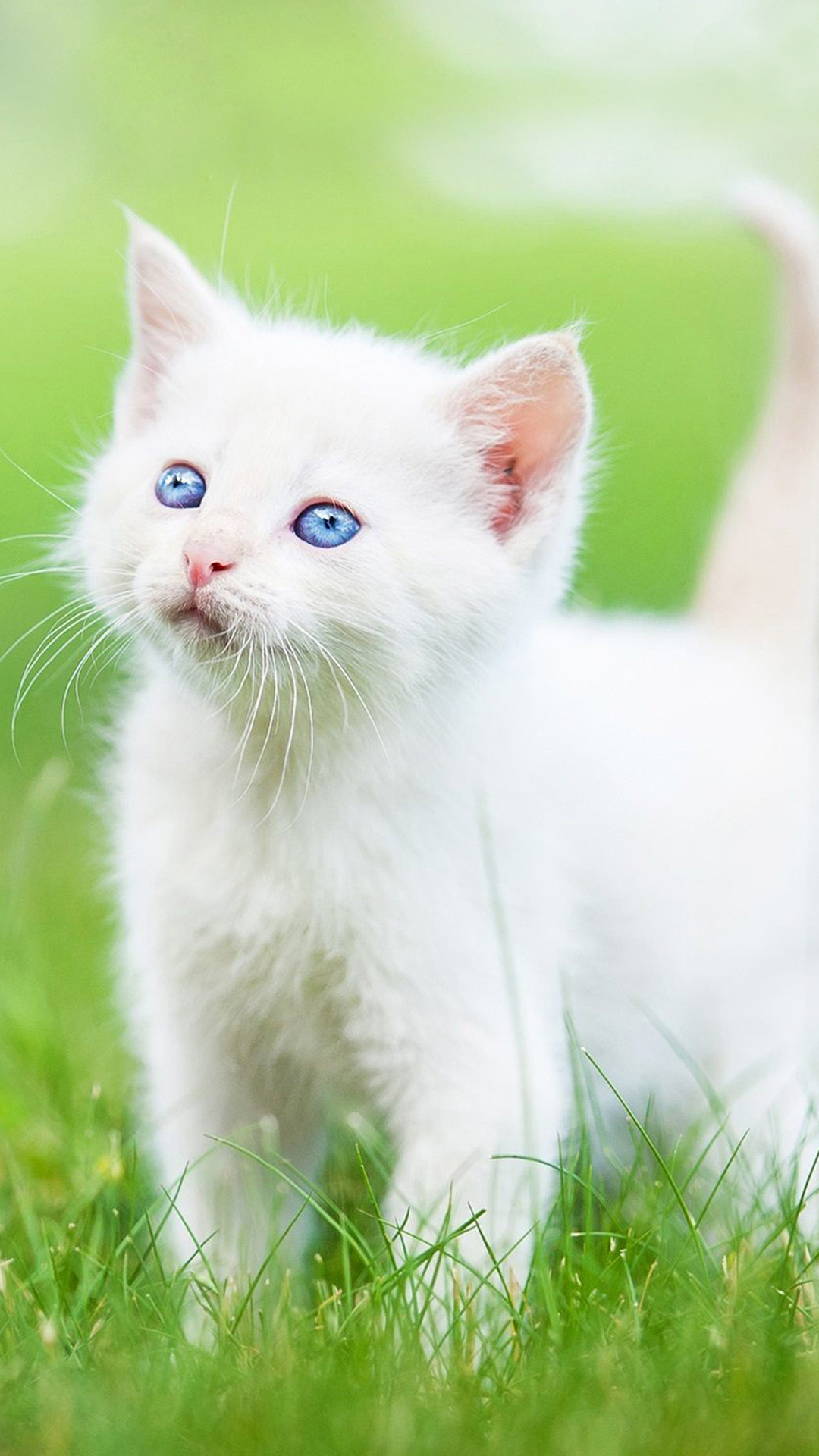 Hình ảnh mèo con cute dễ thương, đáng yêu nhất - 1 phút tiết kiệm triệu niềm vui