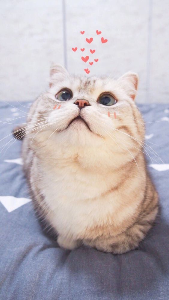 Hình nền Mèo cho điện thoại đẹp nhất dễ thương cute nhất