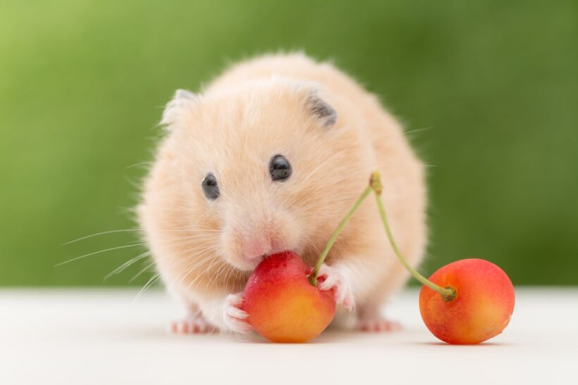 avatar chuột Hamster ấn tượng