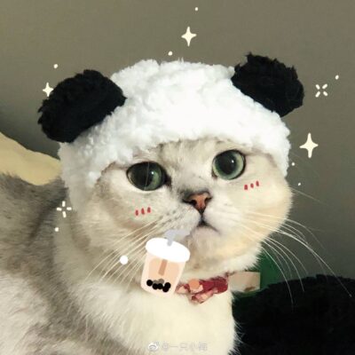Hình ảnh avatar chú mèo dễ thương