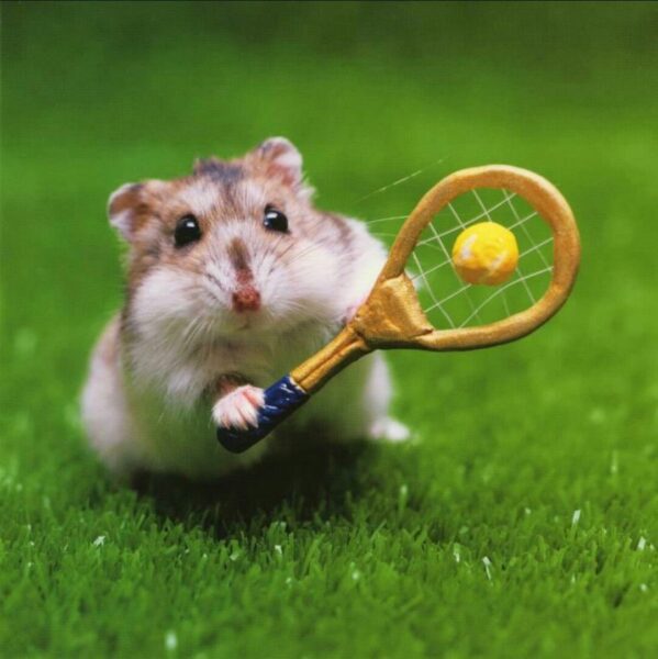 hình ảnh chuột hamster cute chơi thể thao