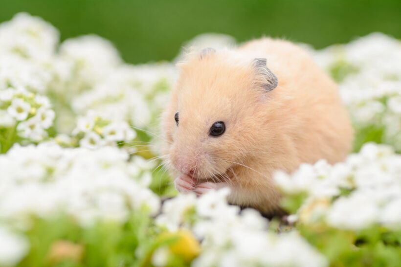 hình ảnh chuột Hamster dễ thương