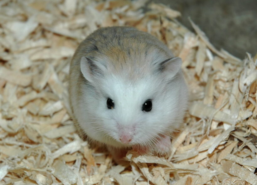 hình ảnh chuột Hamster đẹp
