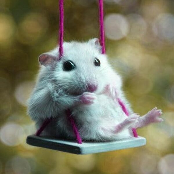 hình ảnh chuột Hamster hài hước, cute