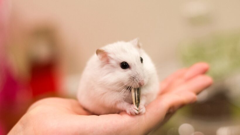 hình ảnh chuột Hamster trắng nhỏ nhắn