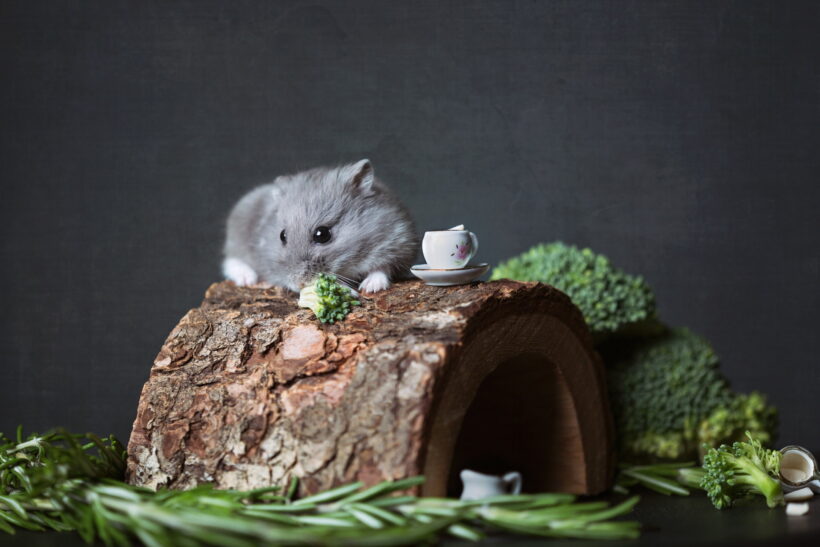 hình ảnh chuột Hamster xám chụp nghệ thuật