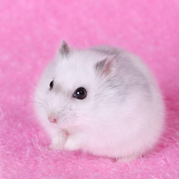 50 hình ảnh chuột hamster hài hước nhất làm meme troll vui