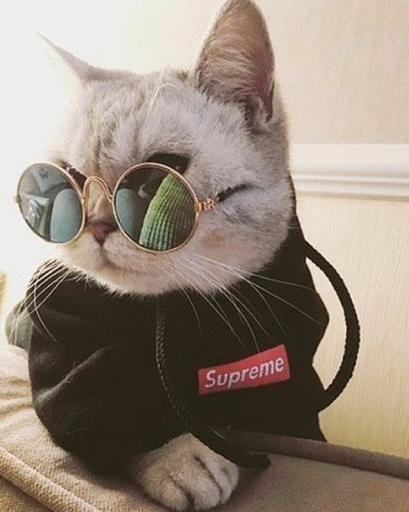 TOP 101 hình ảnh con mèo cute, siêu lầy lội được yêu thích nhất