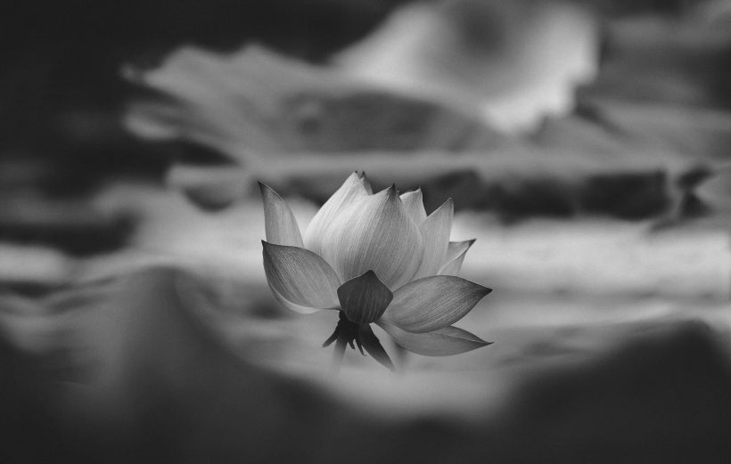 Hình ảnh hoa sen trắng đám tang