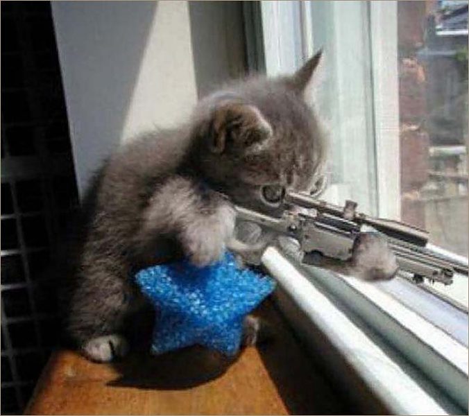 Hình ảnh meme mèo FF cầm súng bẳn tỉa