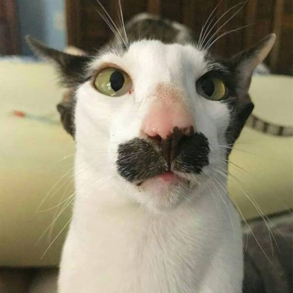 Hình ảnh mèo bựa buồn cười có râu