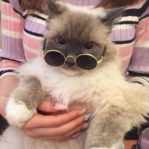 Hình ảnh mèo bựa buồn cười đeo kính