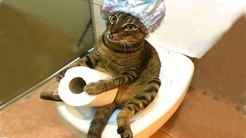 Hình ảnh mèo bựa buồn cười đi toilet