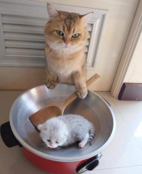 Hình ảnh mèo bựa buồn cười nấu ăn