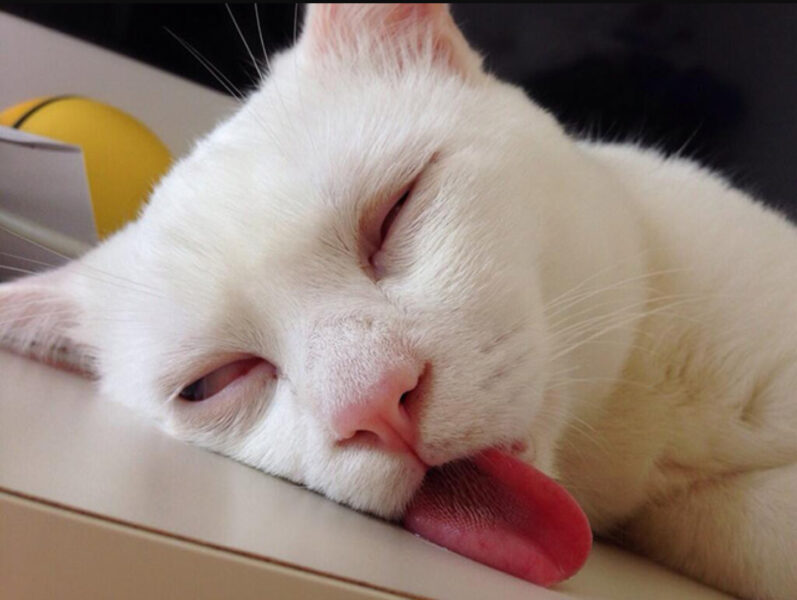 Hình ảnh mèo bựa buồn cười ngủ lè lưỡi