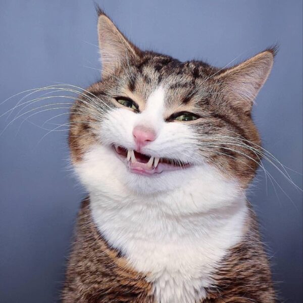 Hình ảnh mèo bựa buồn cười nhe răng