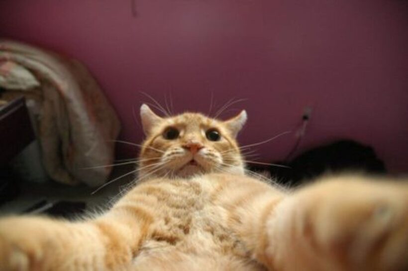 Hình ảnh mèo bựa buồn cười selfie