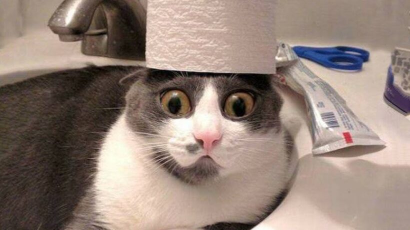 Hình ảnh mèo bựa buồn cười siêu ngố
