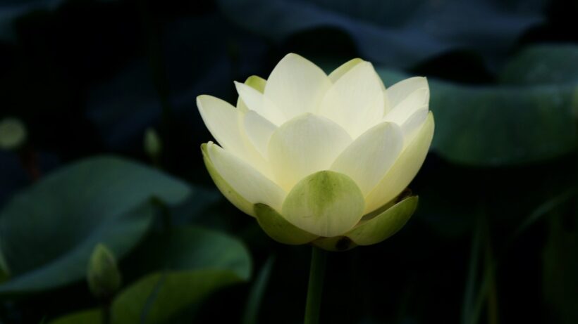 Hình ảnh nền hoa sen trắng