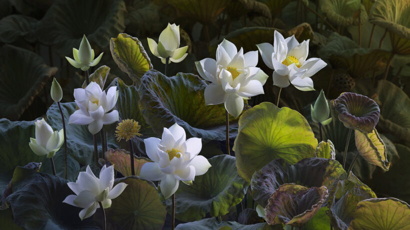 Hình ảnh nền những bông hoa sen trắng trong đầm