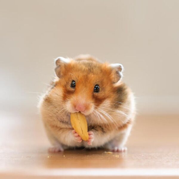 hình chuột Hamster đáng yêu
