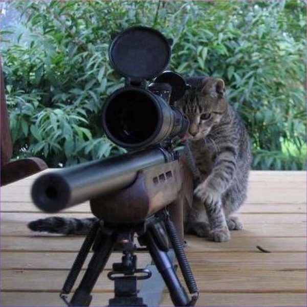 hình meme mèo con cầm súng ngắm