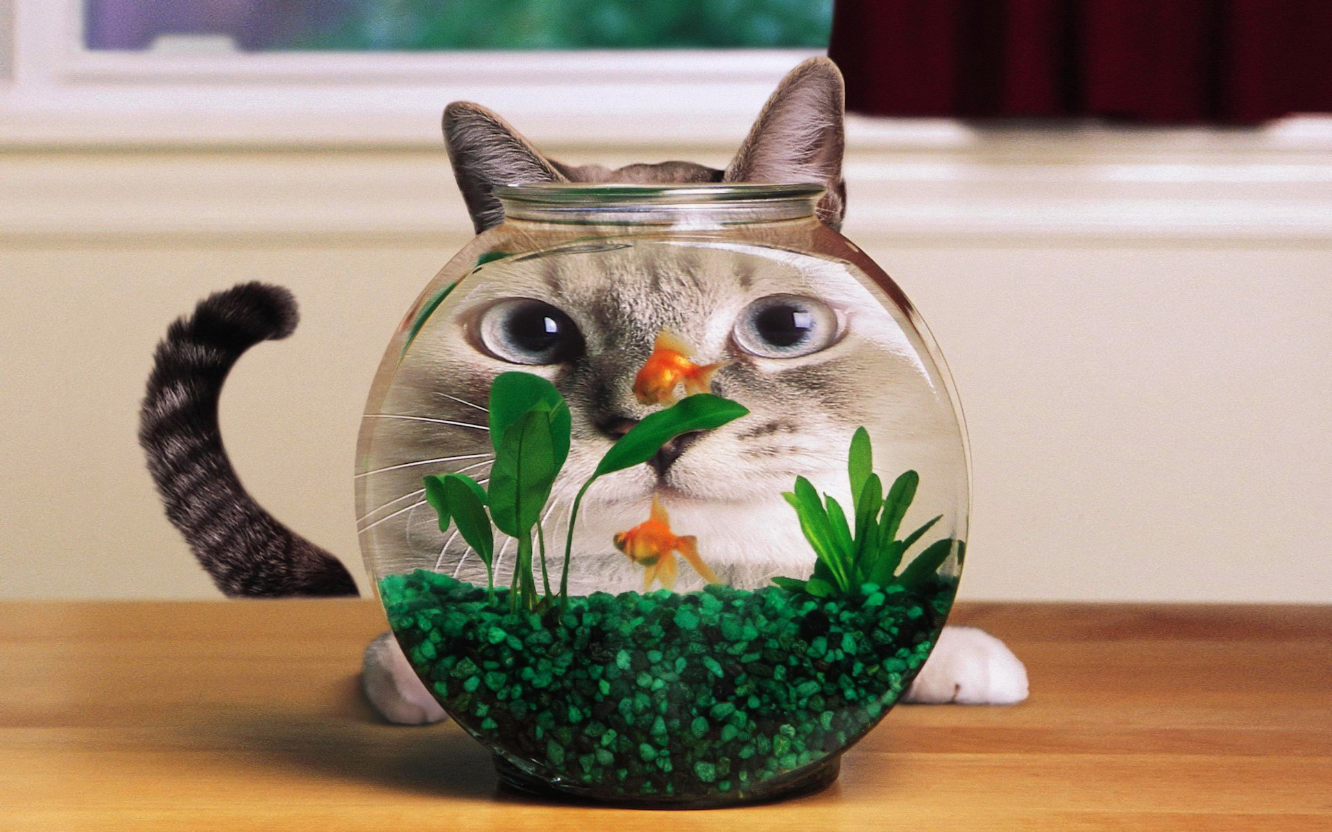 Bộ hình nền chú mèo ngộ nghĩnh với những bình cá đẹp cho máy tính
