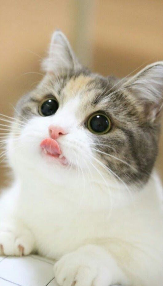 Top 65 hình nền mèo con dễ thương nhất 2022 | Mekoong