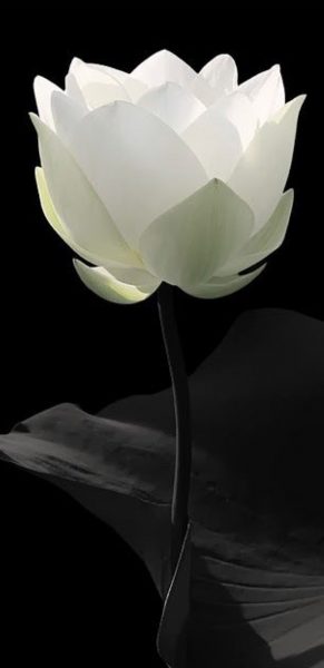 Hình nền hoa sen trắng đám tang