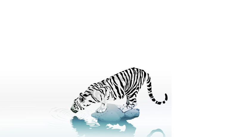 Hình nền màu trắng hình con hổ