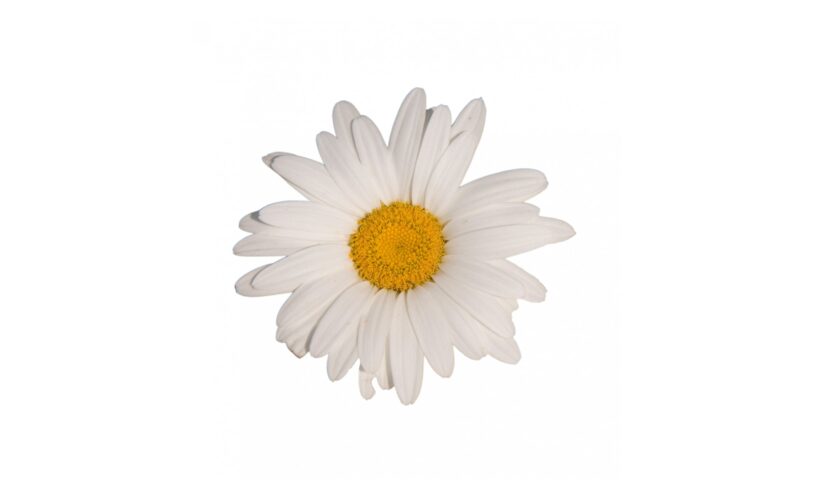 Hình nền màu trắng hình hoa cúc đẹp