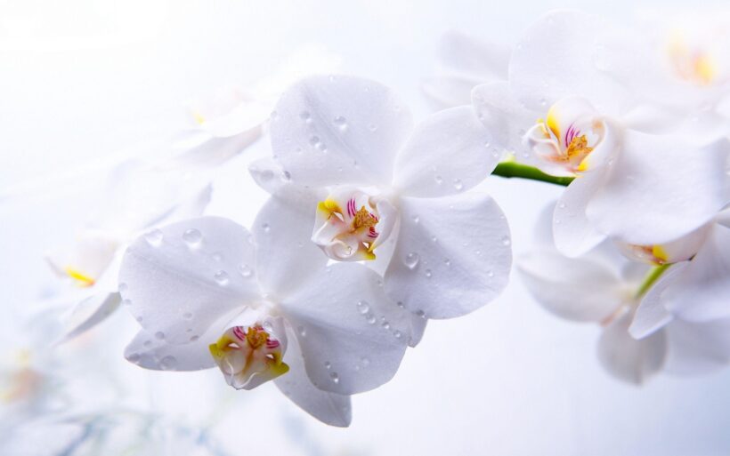 Hình nền màu trắng hình hoa lan đẹp