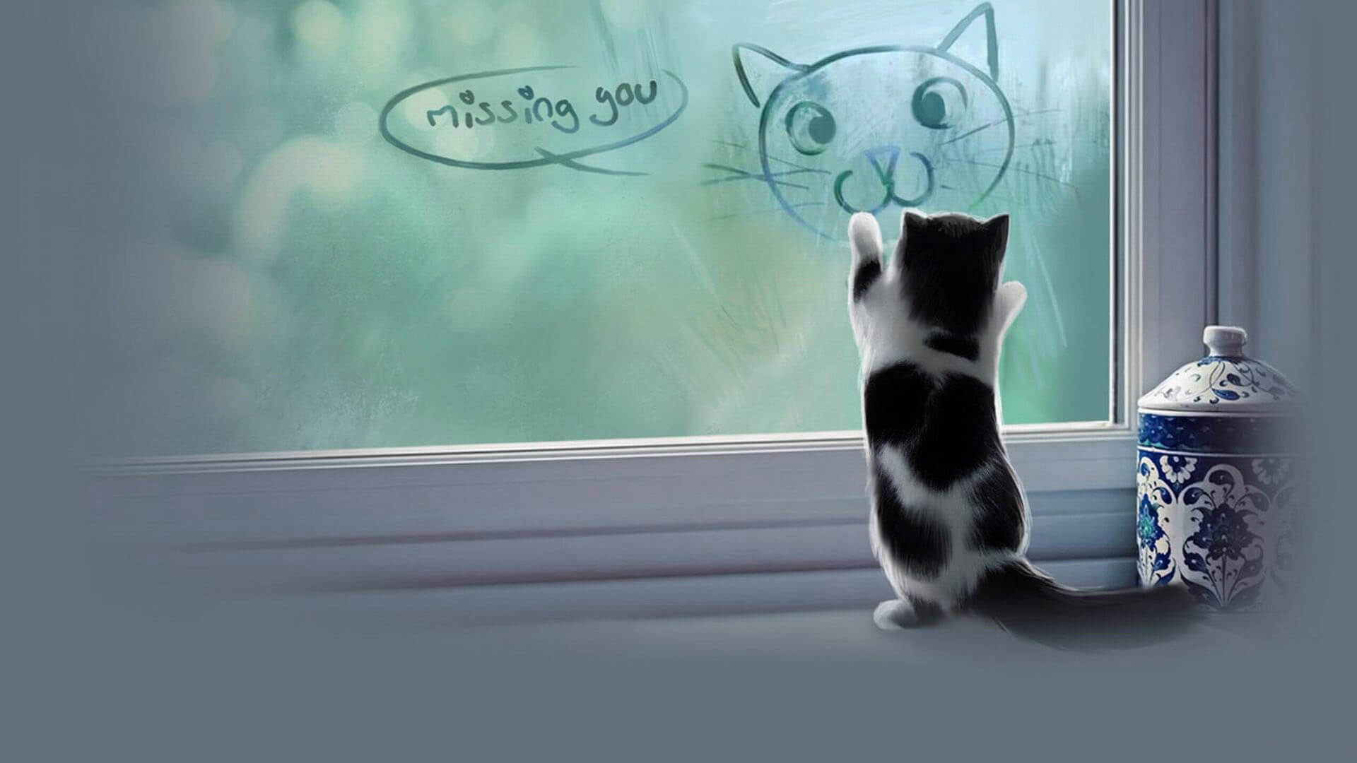 Bst 100+ hình nền desktop mèo đẹp không thể bỏ qua - Trang Tin Tức Tổng Hợp Tây Hồ