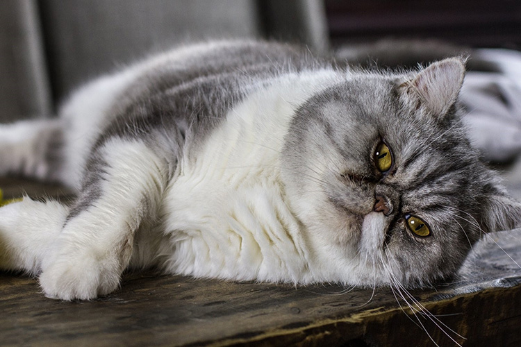 Tuyển tập 30 hình nền mèo Ba Tư mặt tịt persian cat cau có hài hước