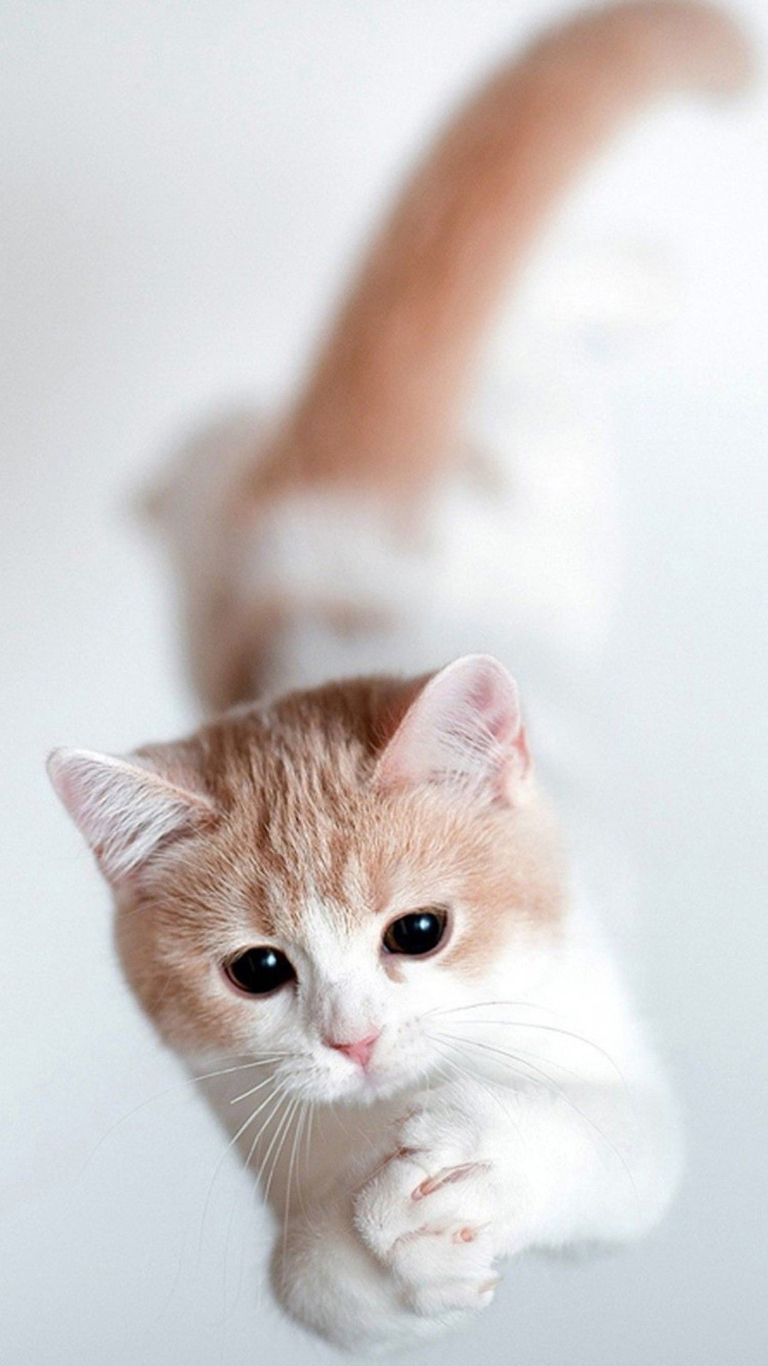Hình nền mèo cho điện thoại cute, đáng yêu, đẹp nhất
