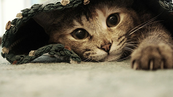 Bộ hình nền mèo dễ thương và đáng yêu nhất - QuanTriMang.com