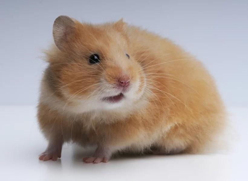 hình ảnh chuột Hamster cận cảnh