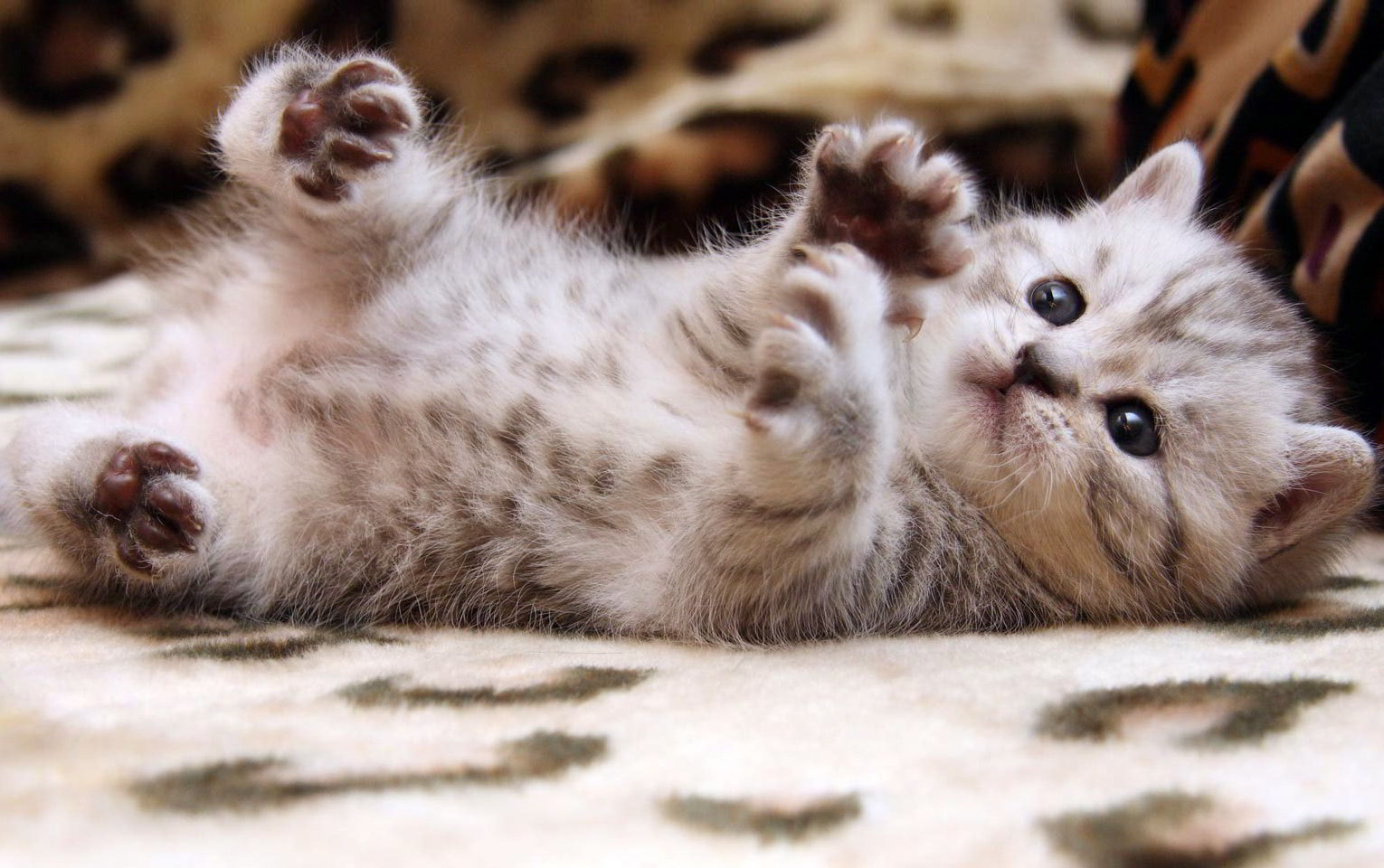 Top 50 hình nền mèo con đáng yêu dễ thương nhất thế giới - Thucanh.vn - Website chuyên thông tin dành cho thú cưng, vật nuôi